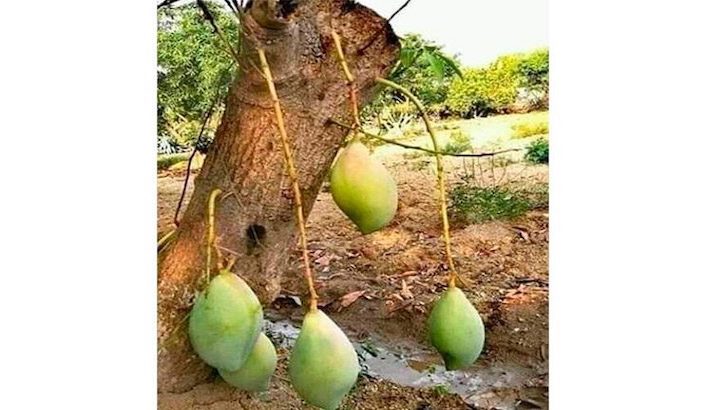 fruto-706×432